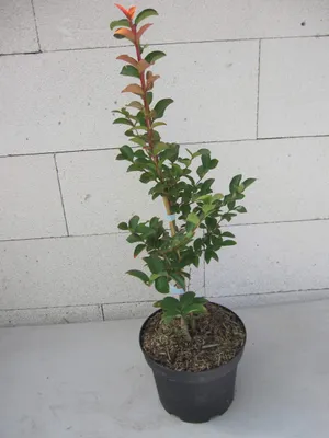 Produktbild von Lagerstroemia Indica Tuskegee - Kräuselmyrte Tuskegee - 40-60cm