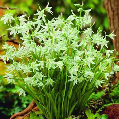 Obrázok produktu pre Vtáčie mlieko - 10 x Ornithogalum Nutans