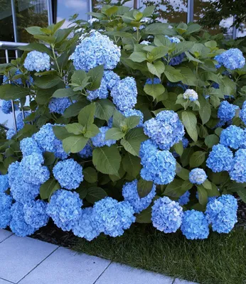 Produktbild von BALDUR Garten Bauern-Hortensien 'Générale Vicomtesse de Vibraye®', 1 Pflanze, Wuchs ist kompakt, Hydrangea macrophylla, winterhart, blühend, Hydrangea macrophylla