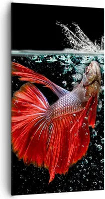 Produktbild von Bild auf Leinwand - Leinwandbild - Fisch Wasser Natur - 65x120cm - Wand Bild - Wanddeko - Leinwanddruck - Bilder - Kunstdruck - Wanddekoration - Leinwand bilder - Wandkunst - PA65x120-3492