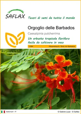 Immagine prodotto di SAFLAX  - Orgoglio delle Barbados - 10 semi - Caesalpinia