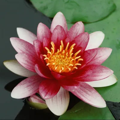 Produktbild von Lawana Seerose Nymphaea Attraction Red - in Kokosfasern vorgewachsene Seerose