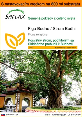 Obrázok produktu pre SAFLAX Garden in the bag - Figa Budhu / Strom Bodhi - Ficus religiosa - 100 Semená - S pestovateľským substrátom v praktickom samostaviteľnom vrecku