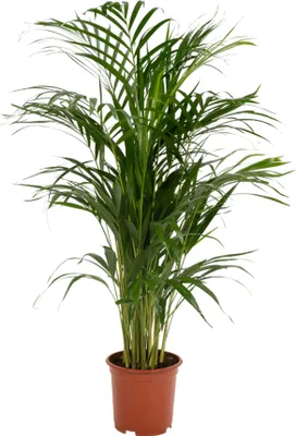 Produktbild von Trendyplants - Areca Palme - Goldpalme - Zimmerpflanze - Höhe 75-95 cm - Topfgröße Ø19cm