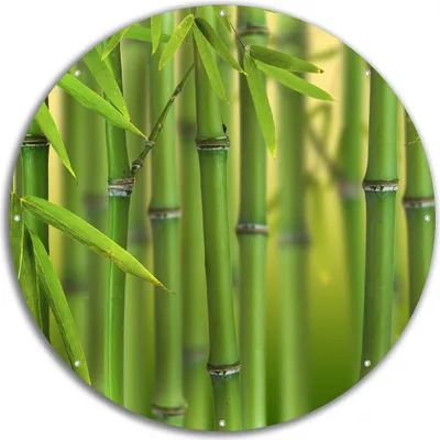 Produktbild von Wallario rundes Outdoor-Poster für Garten oder Balkon, Motiv Grüner Bambuswald, 60 cm Durchmesser