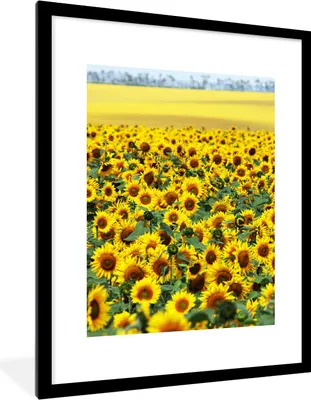 Produktbild von MuchoWow® Gerahmtes Poster Sonnenblume - Blumen - Natur 60x80 cm - Poster mit Schwarzem Bilderrahmen Wandposter Rahmen Foto Bilder - Wohnzimmer - Dekorationen - Prämie