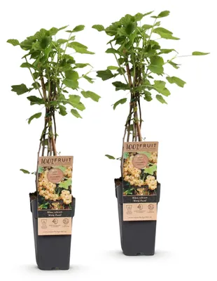 Produktbild von Green boutiQ - Obstpflanze - Ribes rubrum Witte Parel - Beerenpflanze - Winterhart - Weiße Beere - 2 Pflanzen - Topf 15cm - Höhe 50cm