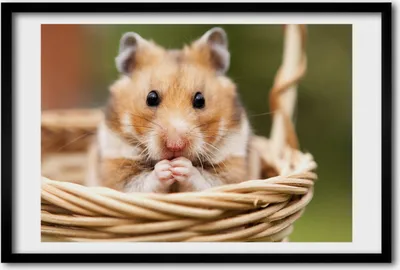Produktbild von Bild 60x40 MDF-Rahmen, Wandkunst Hamster im Korb