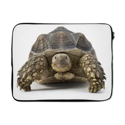 Produktbild von MuchoWow® Laptop Hülle 14 ZollSchildkröte - Tiere - Weiß Laptoptasche - Laptoptasche - Stoßsicher - Schutzhaube