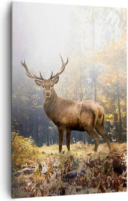 Produktbild von Bild auf Leinwand - Leinwandbild - Einteilig - Licht Hirsch Wald - 80x120cm - Wand Bild - Wanddeko - Wandbilder - Leinwanddruck - Wanddekoration - Leinwand bilder - Wandbild - PA80x120-4452