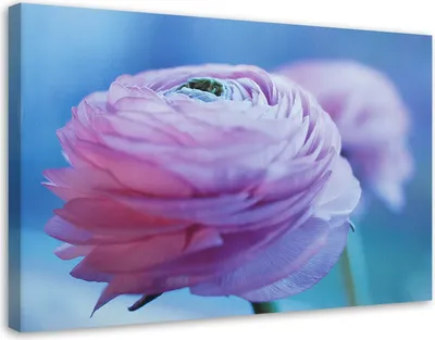 Produktbild von Leinwandbild pfingstrose - nahaufnahme knospe 60x40 cm Feeby lila wandbild bereit zum aufhängen