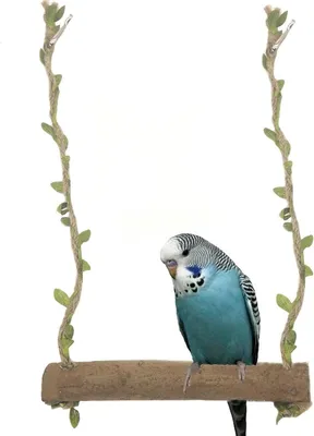Sonstiges Vogelzubehör, Hauptbild
