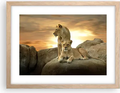 Produktbild von Gerahmtes Poster - Rahmen in heller Eiche - Löwen Sonnenuntergang Felsen Krallen - 40x30 cm - Wand Bild - Wanddeko - Wandbilder - Wandposter - Bilderrahmen - Bilder - Kunstdruck - P2NAA40x30-2958