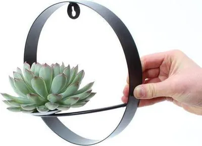 Produktbild von Echeveria Pulidonis Ø12-14cm im Wanddeko Ring Ø20cm Sukkulente Rootless