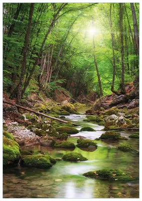 Produktbild von Wallario Premium Glasbild, freischwebende Optik, kräftige Farben, Größe 100 x 70 cm Motiv Fluss im Wald