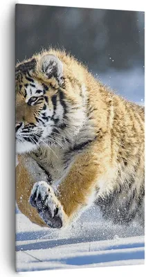 Produktbild von Bild auf Leinwand - Leinwandbild - tiger tier - 65x120cm - Wand Bild - Wanddeko - Wandbilder - Leinwanddruck - Bilder - Kunstdruck - Wanddekoration - Leinwand bilder - Wandkunst - PA65x120-3928