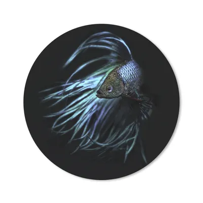 Produktbild von MuchoWow® Mauspad Mousepad Fisch - Schwanz - Schwarz 40x40 cm - Mousepads - Maus Mat - Pad - Mausunterlage - Schreibtisch Accessoires