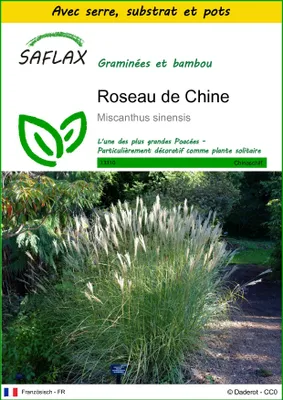 Image de SAFLAX Ensemble de culture - Roseau de Chine - 200 graines - Miscanthus