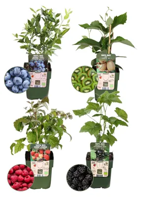 Produktbild von Plants by Frank | Sommerfrüchte  Obstpflanzen Mix | Himbeerstrauch | Kiwi Pflanze | Heidelbeerstrauch | 100% Biologisch | Gartenpflanzen