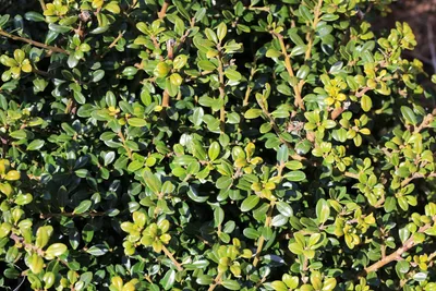 Produktbild von Stauden Gänge 100 x Ilex crenata 'Glory Gem' - Japanischer Berg Ilex - Der brillante Hingucker für Ihren Garten - Top für Hecken - Buchsbaum Ersatz
