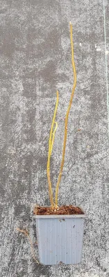 Image de Tetradium daniellii / Arbre à Miel