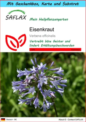 Produktbild von SAFLAX Geschenk Set - Eisenkraut - Verbena officinalis - 250 Samen - Mit Geschenkbox, Versandaufkleber, Geschenkkarte und Anzuchtsubstrat