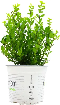 Produktbild von Ilex crenata 'Robustico', Japanische Stechpalme, immergrün, 20–25 cm
