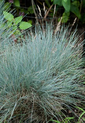 Produktbild von Festuca cinerea 'Silberreiher', Blauschwingelgras, ca. 9x9 cm Topf