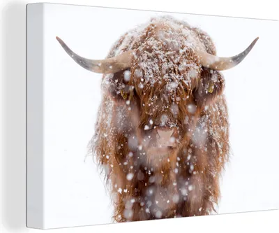 Produktbild von OneMillionCanvasses® - Leinwandbilder - 140x90 cm, Schottisches Hochlandrind - Schneeflocke - Winter, Wandbilder Wohnzimmer Hochland Rind - Tier Wanddekoration - Hochland Rind - Kuh - Gemälde auf Holzrahmen