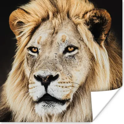 Produktbild von MuchoWow® Poster Löwen - Farben - Raubtier 100x100 cm - Babyzimmer