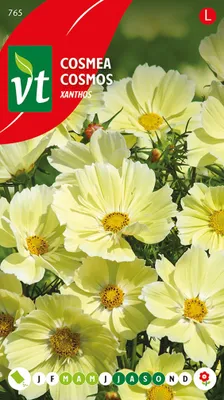 Obrázek produktu pro Semena Kosmee Xanthos - cca 1 gr | VT_765