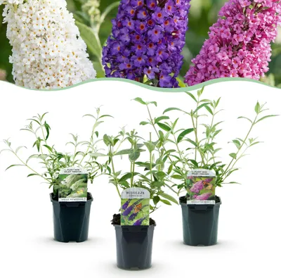 Produktbild von Green boutiQ - Gartenpflanze - Buddleja davidii Tricolour - Schmetterlingsstrauch - Winterhart - Blau - Rosa - Weiß - 3 Pflanzen - Topf 17cm - Höhe 45cm