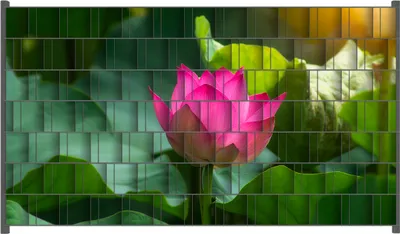 Produktbild von Wallario Zaunsichtschutz mit Motiv Pinke Lotosblüte im Sonnenschein für Ein- und Doppelstabmatten Zäune in der Größe 250 x 140 cm