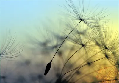 Produktbild von Wallario Fototapete Vliestapete, seidenmatte Oberfläche, einfache Verarbeitung, Größe 200 x 140 cm, Motiv Samen der Pusteblume in Nahaufnahme vor blauem Himmel