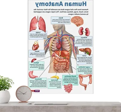 Productafbeelding van Anatomie Posters - Menselijk Skelet - Onderwijs Anatomie - Gedetailleerde Illustraties - 26 x 20.8 cm - Uniek