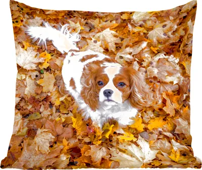 Produktbild von MuchoWow® Zierkissen Sofakissen Wohnzimmer Dekokissen 60x60 cm Cavalier King Charles Spaniel unter dem Herbstlaub - Sitzfläche - Foto Polster