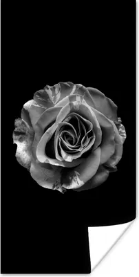 Produktbild von MuchoWow® Poster Blumen - Rose - Schwarz - Weiß - Botanisch 20x40 cm - Plakat - Foto