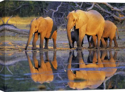 Image de Tableau sur toile - Frank Krahmer, Afrikanische Elefanten, Okavango, Botswana - 80x60 cm