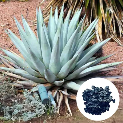 Obrázok produktu pre Semená Agave Deserti - balenie 5 ks - Exotické semená - Robustná - Agáve púštna
