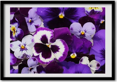 Produktbild von Bild - Bilder - Bilderrahmen - 70 cm x 50 cm - MDF-Rahmen, Wandkunst Stiefmütterchen