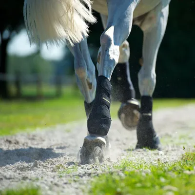 Produktbild von Back on Track Arbeitsgamaschen Hinterbein schwarz, Größe:M