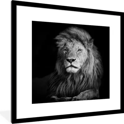 Produktbild von MuchoWow® Gerahmtes Poster Wildlife - Löwe - Schwarz - Weiß 40x40 cm - Poster mit Schwarzem Bilderrahmen Wandposter Rahmen Foto Bilder - Poster - Plakat im Rahmen