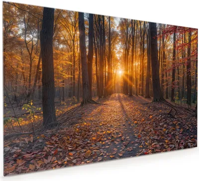 Produktbild von Küchenrückwand Spritzschutz Glas mit Motiv Sonnenuntergang Wald 40 x 40 cm
