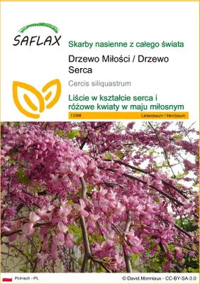 Zdjęcie produktu dla SAFLAX - Drzewo Miłości / Drzewo Serca - 60 Nasiona - Cercis siliquastrum