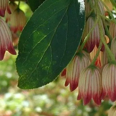 Produktbild von Prachtglocke - Enkianthus campanulatus  | 40-50 cm in Container