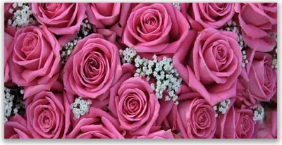Produktbild von Glasbilder 120x60 Wandbild Druck auf Glas Rosen Pflanzen