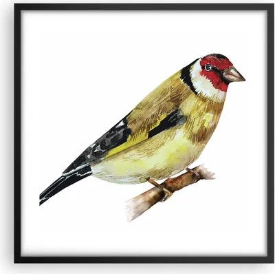 Produktbild von Gerahmtes Poster - Schwarzer Rahmen - Stieglitz Vogel Aquarell - 50x50 cm - Wand Bild - Wanddeko - Wandbilder - Wandposter - Bilderrahmen - Bilder - Kunstdruck - Wandbild - P2BAC50x50-4179