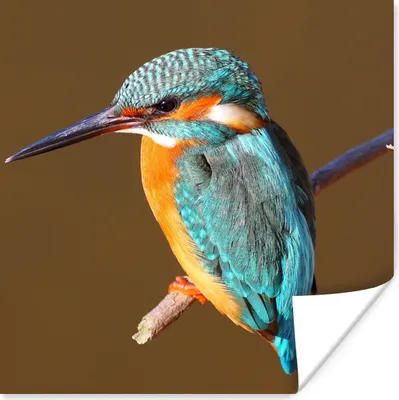 Produktbild von MuchoWow® Poster Eisvogel - Äste - Bunt 50x50 cm - Wohnzimmerdekoration