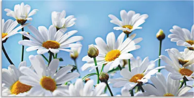 Produktbild von ARTland Wandbild Alu für Innen & Outdoor Blumen - Margeriten Größe: 60x30 cm