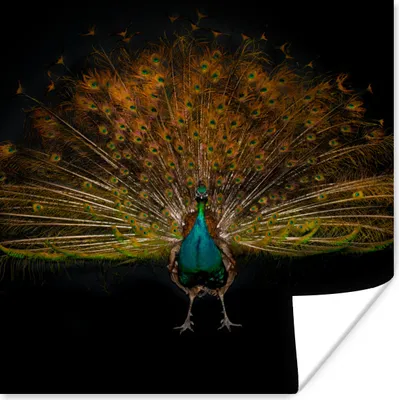 Produktbild von MuchoWow® Poster Pfau - Federn - Nacht 50x50 cm - Wohnzimmerdekoration